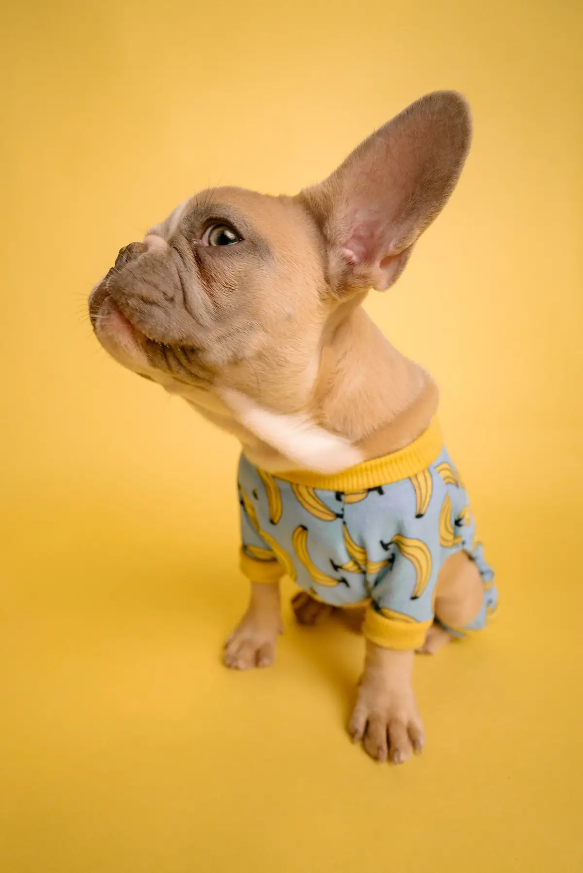 Französische Bulldogge im Bananen-shirt und großem Ohr seitlich.